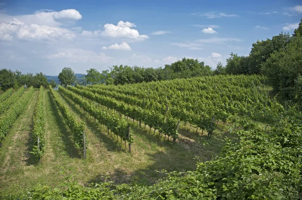イタリアの丘のブドウ畑 ストック画像