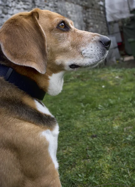 Profile view of Beagle head — Stock Photo, Image