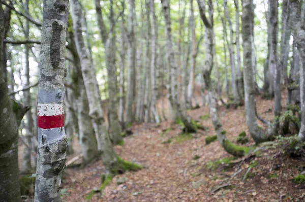 Hiking Trail Italian Mountain Forest Hiking Mark Tree Red White — Stock Photo, Image