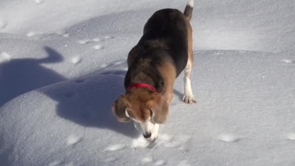 Gamla Beagle Hund Sniffar Spåra Snön Och Gräver Med Sina — Stockvideo