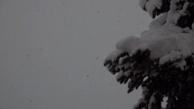 Yumuşak ve hafif Çam ağacının yanına yavaşça kar yağar