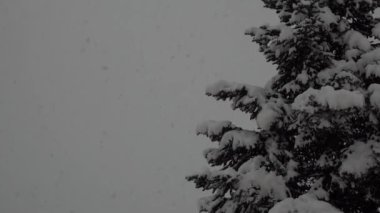 karla kaplı ağaçlar yumuşak ve hafif karlar yavaşça bitkilerin üzerine düşüyor.