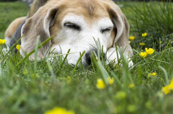 Old Beagle Dog Sleeps Lying Grass Long Walk — Stock Photo, Image