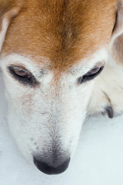 Nahaufnahme Eines Schnauzbärtigen Alten Und Nachdenklichen Beagle Hundes Schnee — Stockfoto