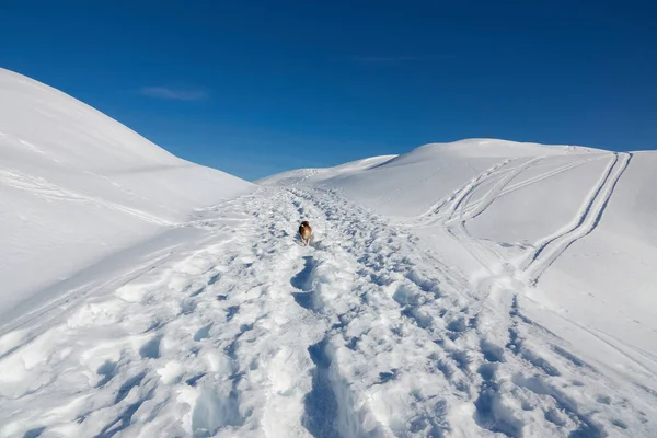 Perro Beagle Feliz Corriendo Por Camino Nevado Hermoso Día Invierno —  Fotos de Stock