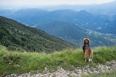 Dağ vadisinin tepesindeki av köpeği, dağların manzarasına bakıyor.