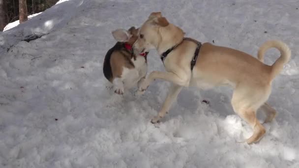 Zwei Hunde Spielen Winter Draußen — Stockvideo