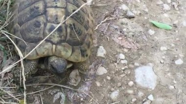 İtalyan kaplumbağasına ya da Hermann 'ın yürüyen kaplumbağasına yaklaş.