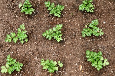  Sebze bahçesinde maydanoz fideleri yetişiyor.                             