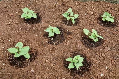  Kuru toprakta yetişen taze yeşil fasulyeler (Phaseolus vulgaris). Bahçede yeşil fasulye fideleri