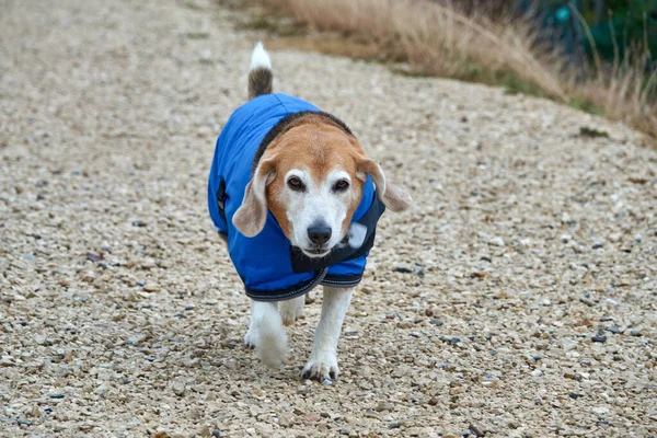 Beagle Dog Blue Coat Walk Rain — Stock Photo, Image