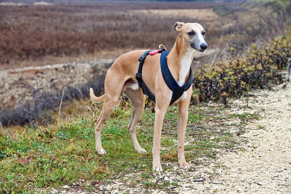 西班牙Galgo Galgo Espaol西班牙灰狗Greyhound — 图库照片