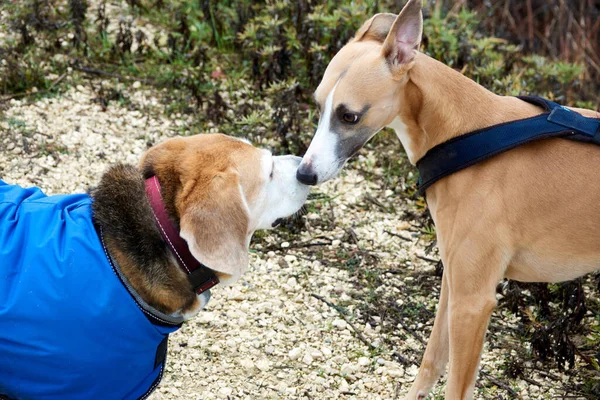 Beagle Und Greyhound Treffen Sich Zwischen Zwei Hunden Die Ihre — Stockfoto