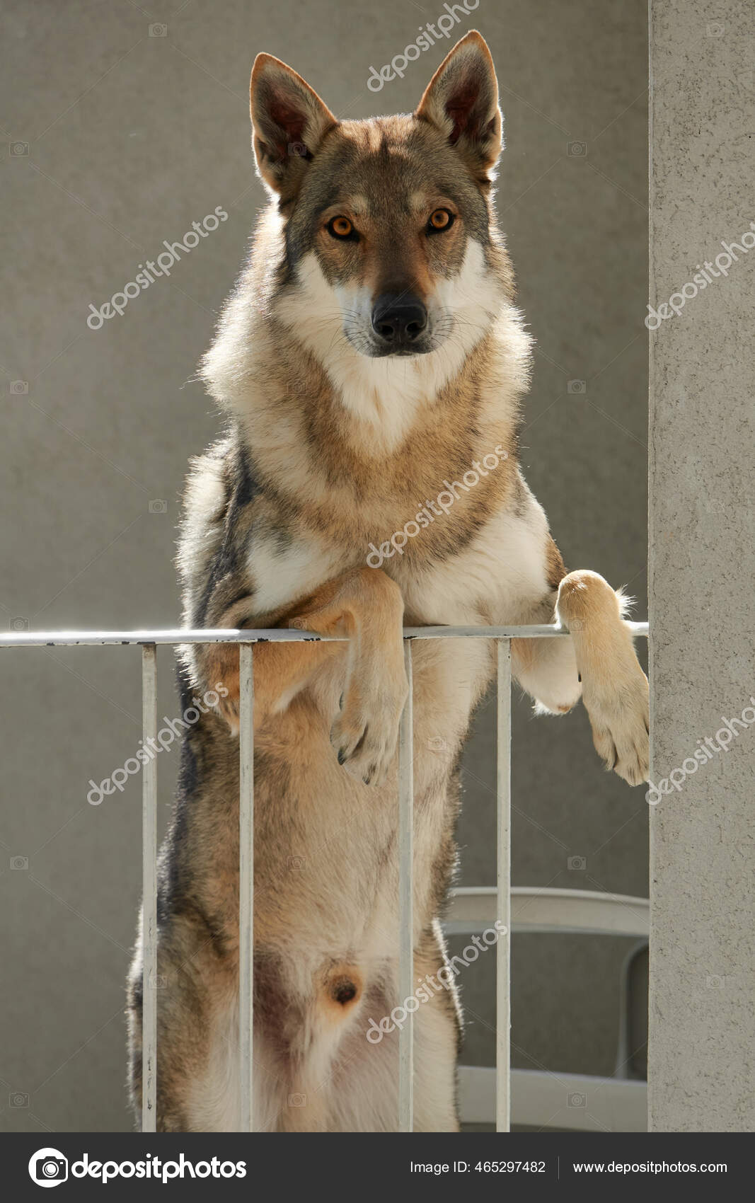 チェコスロバキアン ウルフドッグ写真素材 ロイヤリティフリーチェコスロバキアン ウルフドッグ画像 Depositphotos