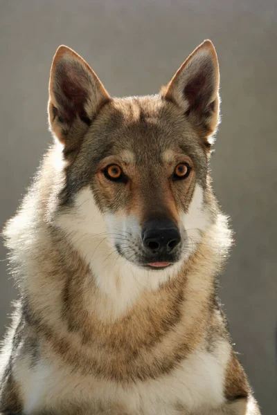 Retrato Jovem Macho Inteligente Checoslováquia Wolfdog — Fotografia de Stock