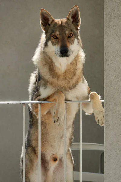 Tsjechoslowaakse Wolfshond Twee Poten Het Balkon Van Het Huis — Stockfoto