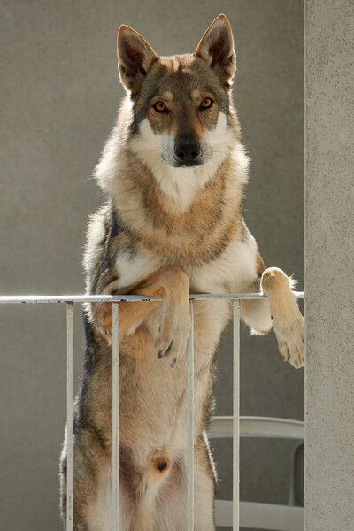 Czechoslovakian wolfdog standing on two legs on the balcony of the house                               