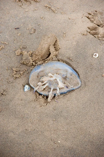 Super Niebieska Beczkowa Meduza Rhizostoma Ośmiornica Pulmo Leżąc Piasku Morza — Zdjęcie stockowe