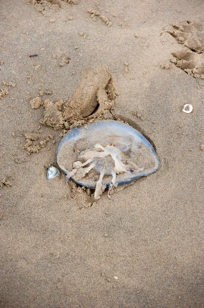 Forte Blu Medusa Botte Polpo Pulmo Rizostoma Posa Sulla Sabbia — Foto Stock