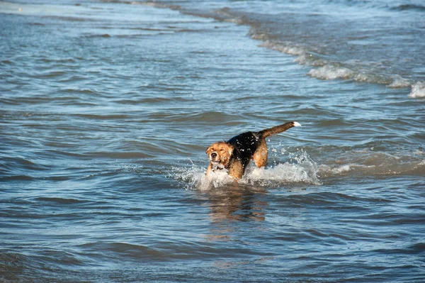 Dog Playing Water Sea Sunny Day — Stock Photo, Image