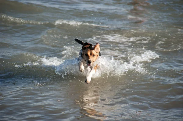 Dog Playing Water Sea Sunny Day — Stock Photo, Image