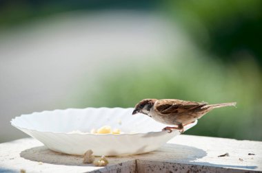 Küçük bir serçe balkonda bir tabağın kenarında oturuyor ve ekmek kırıntıları yiyor.