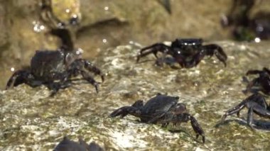 Bir grup Marble Rock Yengeci (Pachygrapsus marmoratus, 1787) adriyatik denizinin kayalıklarında bulunur.