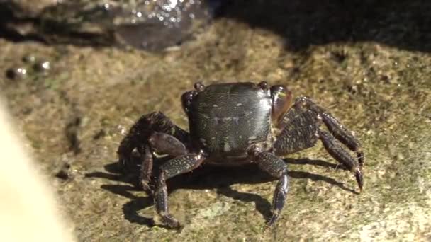 Marbled Rock Crab Runner Crab Pachygrapsus Marmoratus Fabricius 1787 Eating — Stock Video