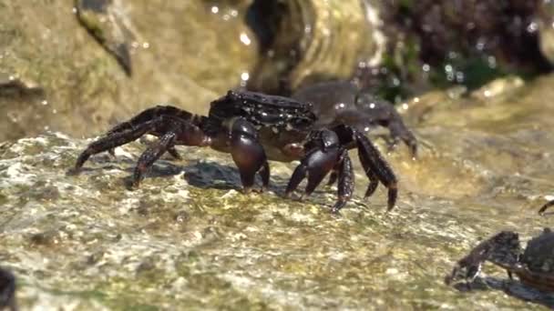 Caranguejo Marmoreado Pachygrapsus Marmoratus Fabricius 1787 Que Come Nas Rochas — Vídeo de Stock