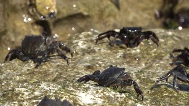 Marmorierte Felskrebse Oder Runner Crab Pachygrapsus Marmoratus Fabricius 1787 Auf — Stockvideo