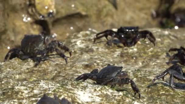 Groep Gemarmerde Rotskrab Pachygrapsus Marmoratus Fabricius 1787 Rotsen Van Adriatische — Stockvideo