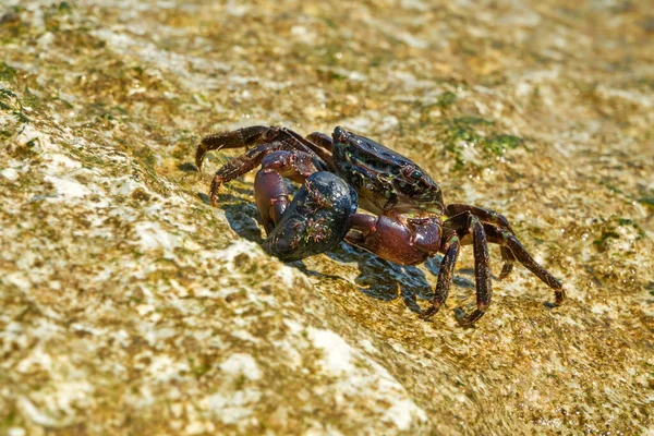 Cangrejo Roca Mármol Cangrejo Corredor Pachygrapsus Marmoratus Fabricius 1787 Comiendo —  Fotos de Stock