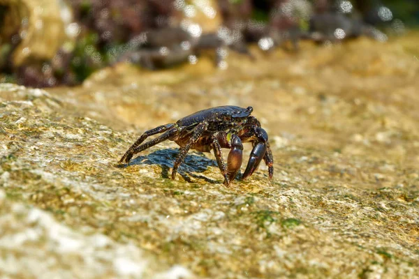 Cangrejo Roca Mármol Cangrejo Corredor Pachygrapsus Marmoratus Fabricius 1787 Comiendo —  Fotos de Stock