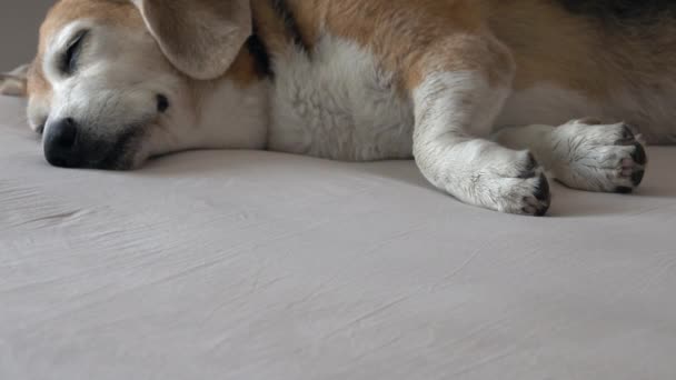 Förtjusande Gammal Beagle Hund Sover Sängen Skakar Huvudet Och Tassar — Stockvideo
