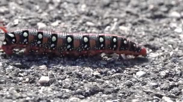 Närbild Spigg Hök Mal Larv Hyles Euphorbiae Med Rött Horn — Stockvideo