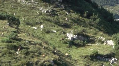 Bahar boyunca dağların tepesinde otlayan bir grup papağan, Veneto bölgesinde bir dağ olan Carega Grubu 'nda, heybetli bir İtalyan kireçtaşı yığını.