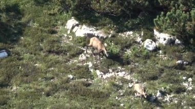 Bahar boyunca dağların tepesinde otlayan bir grup papağan, Veneto bölgesinde bir dağ olan Carega Grubu 'nda, heybetli bir İtalyan kireçtaşı yığını.