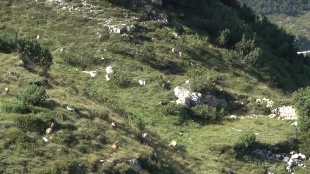 Grupo Camurça Pastando Nos Cumes Das Montanhas Durante Primavera Grupo — Vídeo de Stock