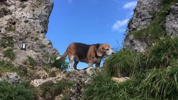 意大利首都维洛的普里阿福山顶上有一只小猎犬 那里有一个巨大的天然石拱 上面有一个洞 — 图库视频影像