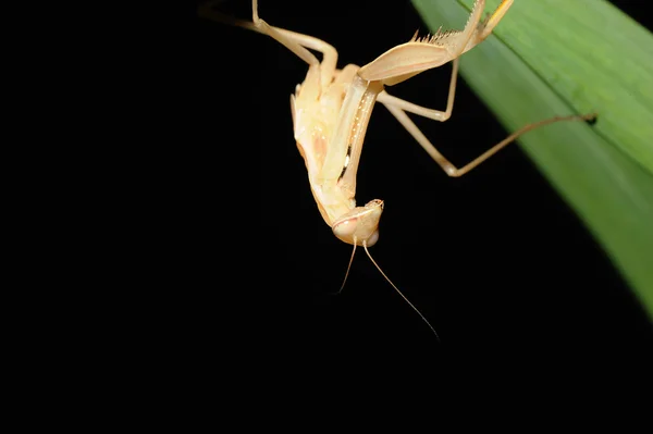 Praying Mantis — Stockfoto