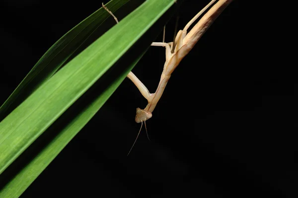 Praying Mantis — Stock Photo, Image