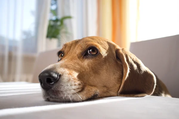 Hundekopf — Stockfoto