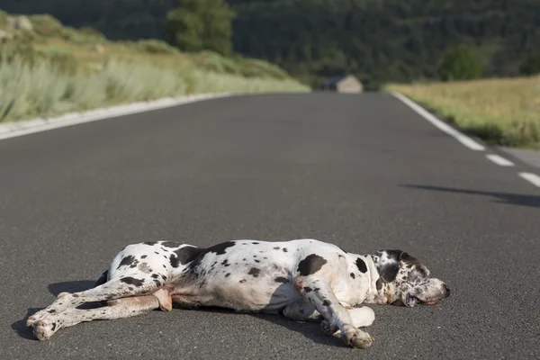 Köpek yolda yatıyor — Stok fotoğraf