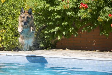 Yüzme Havuzu içine atlama köpek 