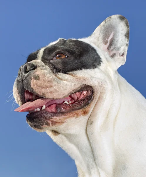 Retrato de buldogue jovem — Fotografia de Stock