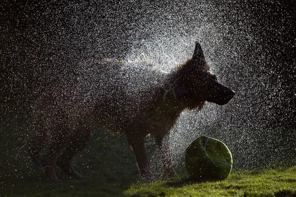 Duitse herder schudden Water uit haar lichaam, "low-key" — Stockfoto