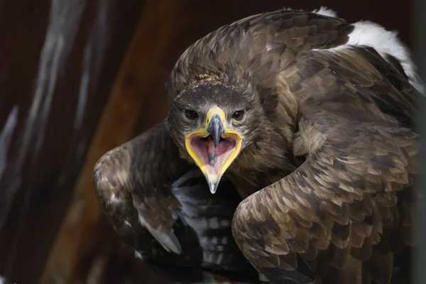 Crying eagle and looking at camera — Stock Photo, Image