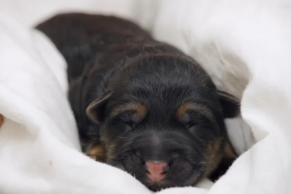 Neugeborener deutscher Schäferhund — Stockfoto