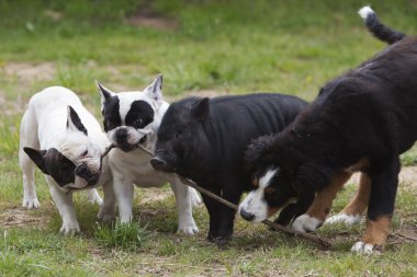 üç köpek ve Vietnamca domuz