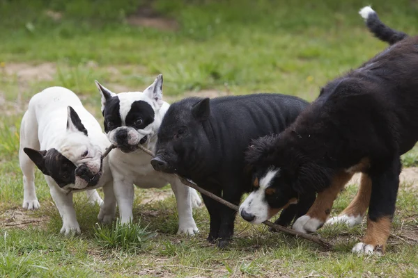 üç köpek ve Vietnamca domuz